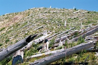 sv2k0055  A hillside of dead trees at Mount St. Helens  &#169; 2017 All Rights Reserved