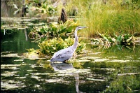 sv2k0095  A Blue Heron fishing in the Hoh Rain Forest  &#169; 2017 All Rights Reserved