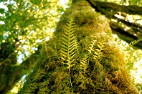 sv2k0110  Ferns living on a tree in the rain forest  &#169; 2017 All Rights Reserved