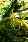 sv2k0111  Ferns living on a tree in the rain forest  &#169; 2017 All Rights Reserved