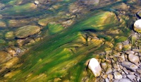 sv2k0124  Algae in a tributary of the Hoh River  &#169; 2017 All Rights Reserved