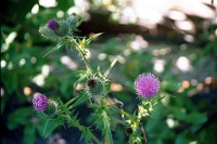 sv2k0128  Wild thistle at the Hoh River  &#169; 2017 All Rights Reserved