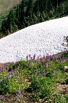 sv2k0176  Snow on Hurricane Ridge in Olympic National Park  &#169; 2017 All Rights Reserved