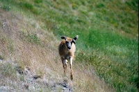 sv2k0180  A deer at Hurricane Ridge in Olympic National Park  &#169; 2017 All Rights Reserved