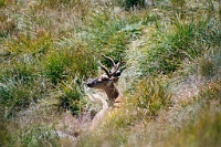 sv2k0185  A deer at Hurricane Ridge in Olympic National Park  &#169; 2017 All Rights Reserved