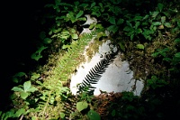 sv2k0206  A solitary fern near Sol Duc Falls in Olympic National Park  &#169; 2017 All Rights Reserved