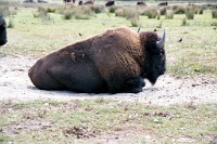 sv2k0231  A bison at the Olympic Game Farm  &#169; 2017 All Rights Reserved