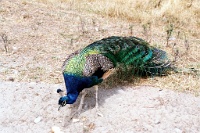 sv2k0232  A peacock at the Olympic Game Farm  &#169; 2017 All Rights Reserved