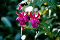 sv2k0258  Fuschia at Butchart Gardens  &#169; 2017 All Rights Reserved