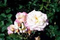 sv2k0275  Pink roses at Butchart Gardens  &#169; 2017 All Rights Reserved