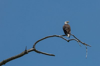 ZY9A6583  Bald Eagle at Montezuma Wetlands  &#169;  All Rights Reserved