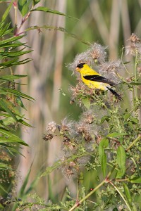 ZY9A6615  American Goldfinch at Montezuma Wetlands  &#169;  All Rights Reserved