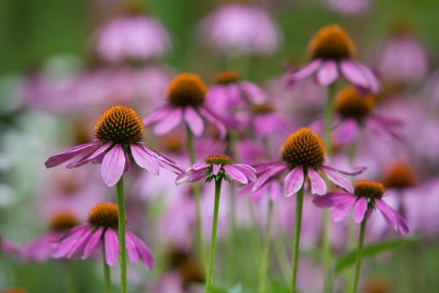 ZY9A6705  Echinacea at Sonnenberg Gardens  &#169;  All Rights Reserved