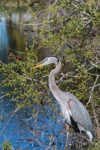 ZY9A3635  Nest Building Great Blue Heron  &#169;  All Rights Reserved