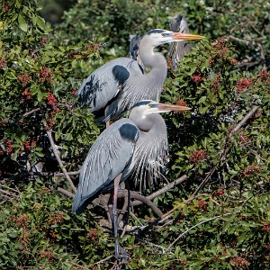 ZY9A3785  Great Blue Herons at the Venice Area Audubon Rookery  &#169;  All Rights Reserved
