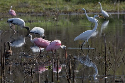 ZY9A3824  Roseate Spoonbills, Wood Storks, and Great Egrets  &#169;  All Rights Reserved