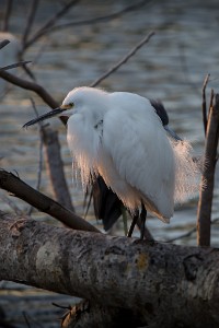 ZY9A4165  Snowy Egret at the Venice Area Rookery  &#169;  All Rights Reserved