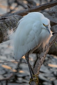 ZY9A4175  Snowy Egret, Venice Florida  &#169;  All Rights Reserved