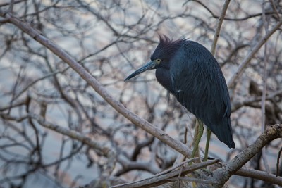 ZY9A4210  Little Blue Heron, Venice Audubon Rookery  &#169;  All Rights Reserved