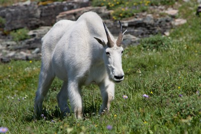 IF8X9414  Mountain Goat Near Logan Pass  &#169;  All Rights Reserved