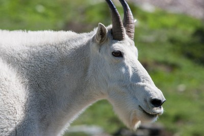 IF8X9418  Mountain Goat with his short summer coat  &#169;  All Rights Reserved