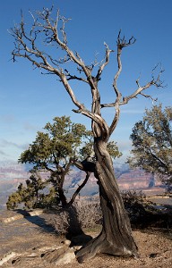 IF8X1250  Twisted Juniper at the South Rim  &#169;  All Rights Reserved