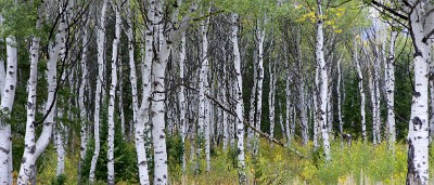 IF8X4727  Quaking Aspen on Moose Wilson Road  &#169;  All Rights Reserved