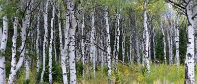 IF8X4727  Quaking Aspen on Moose Wilson Road  &#169;  All Rights Reserved