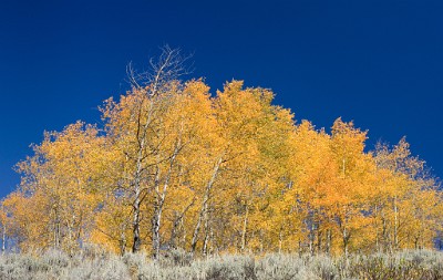IF8X4998  Quaking Aspen, Oxbow Bend  &#169;  All Rights Reserved