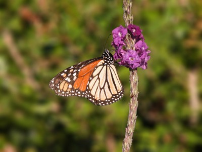 DSCN1316  Monarch Butterfly at the Sanibel Inn  &#169;  All Rights Reserved