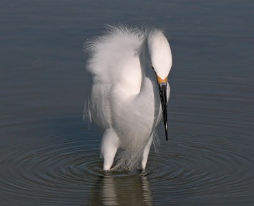 DSCN1413  Snowy  Egret  &#169;  All Rights Reserved