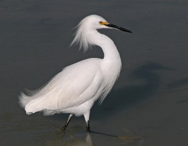 DSCN1418  Snowy  Egret  &#169;  All Rights Reserved