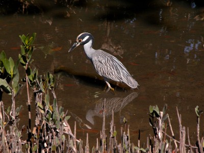 DSCN1464  Yellow-crowned Night Heron  &#169;  All Rights Reserved