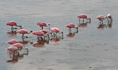 DSCN1537  Roseate Spoonbills  &#169;  All Rights Reserved