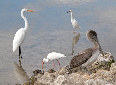 DSCN1558  Great  Egret,  Snowy Egret, Brown Pelican, and  White Ibis  (Clockwise)  &#169;  All Rights Reserved