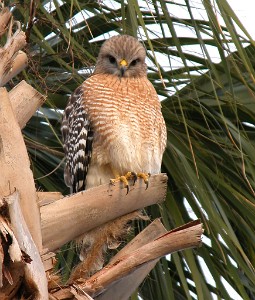 DSCN1585  Red-shouldered Hawk  &#169;  All Rights Reserved