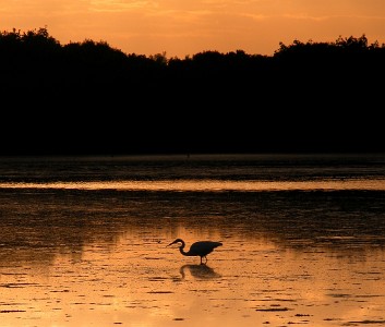 J.N. Ding Darling National Wildlife Refuge