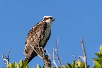 IF8X6882  Osprey  &#169;  All Rights Reserved