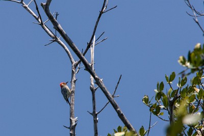IF8X7000  Red bellied Woodpecker  &#169;  All Rights Reserved