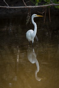 ZY9A3878  Great Egret  &#169;  All Rights Reserved