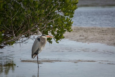 ZY9A3905  Great Blue Heron  &#169;  All Rights Reserved