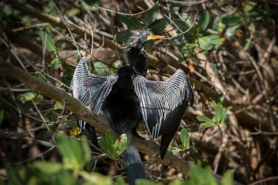 ZY9A3923  An Anhinga drying its wings  &#169;  All Rights Reserved