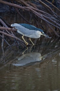 ZY9A3957  Black Crowned Night Heron with lunch  &#169;  All Rights Reserved