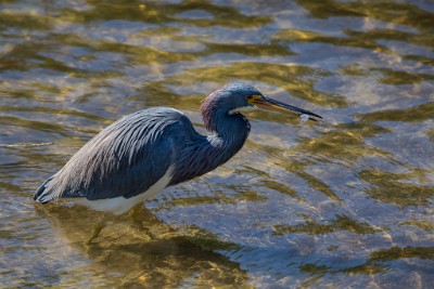 ZY9A4341  Tricolored Heron  &#169;  All Rights Reserved