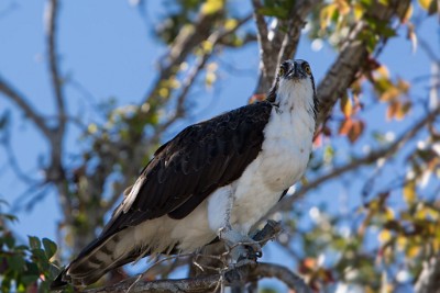 ZY9A4392  Perched Osprey  &#169;  All Rights Reserved
