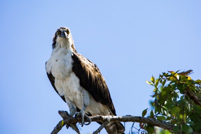 ZY9A4477  An Osprey at J.N. Ding Darling NWR  &#169;  All Rights Reserved