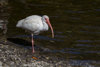ZY9A4491  American White Ibis  &#169;  All Rights Reserved