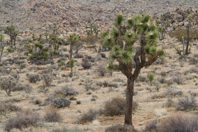 IMG 3849  The namesake Joshua Tree  &#169;  All Rights Reserved