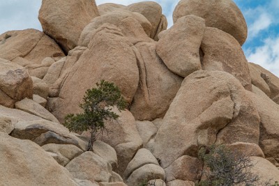 IMG 3896  Singleleaf Pinyon Pine in a boulder stack  &#169;  All Rights Reserved