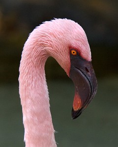 IF8X3496  Lesser Flamingo  Walt Disney World  &#169;  All Rights Reserved